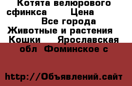 Котята велюрового сфинкса. .. › Цена ­ 15 000 - Все города Животные и растения » Кошки   . Ярославская обл.,Фоминское с.